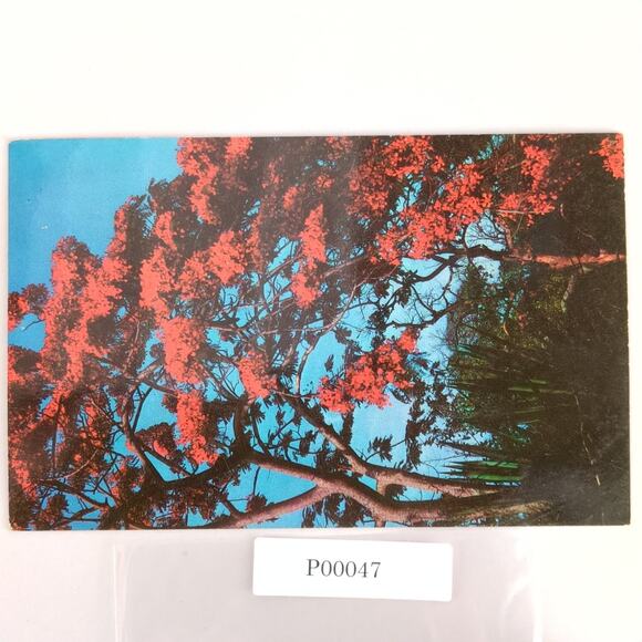 Vintage 1963 Postcard Poinciana Tree in Full Bloom Florida Lusterchrome Tichnor - Picture 1 of 2